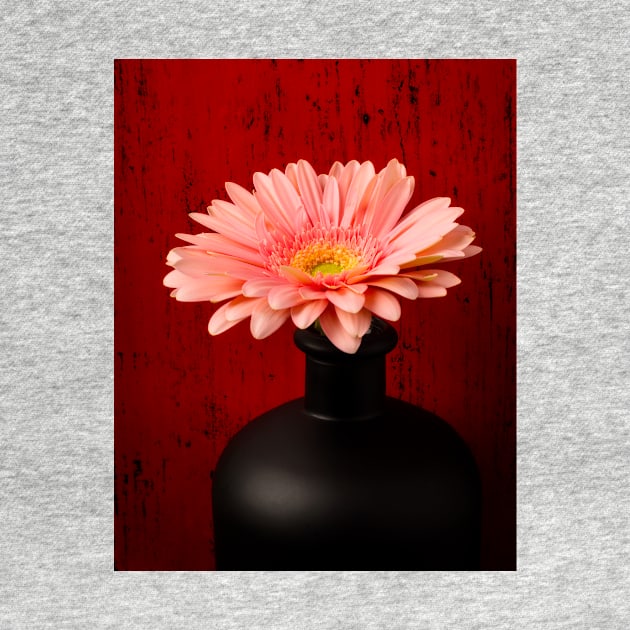 Pink Daisy In Wonderful Black Vase by photogarry